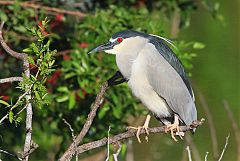 Black-crowned Night-Heron